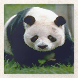 Glass Coaster/Panda Bear Coaster