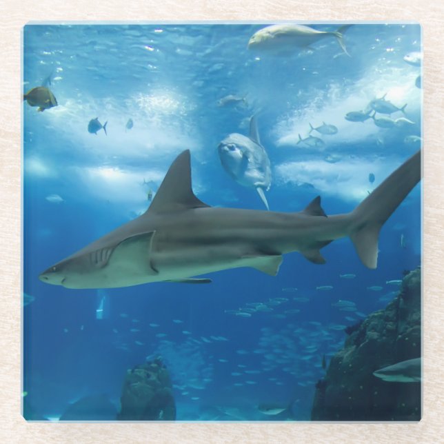 Glass Coaster-Sharks Coaster (Front)