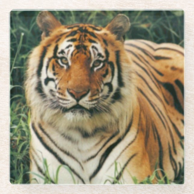 Glass Coaster/Tiger Coaster (Front)