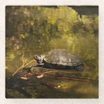 Glass Coaster - Turtle on Log in Pond