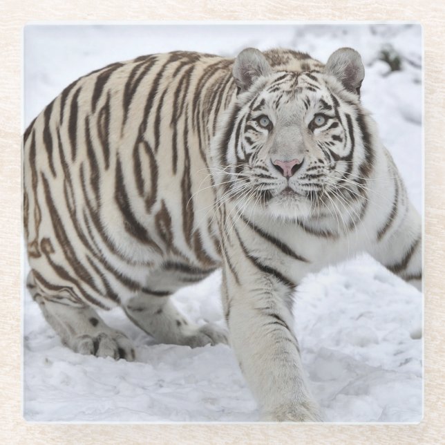 Glass Coaster/White Tiger Coaster (Front)
