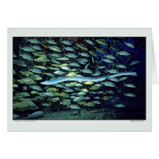 Glass Eel - Sea of Thailand