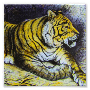Glass Magic lantern slide A TIGER 1900 BIG CAT Photo Print