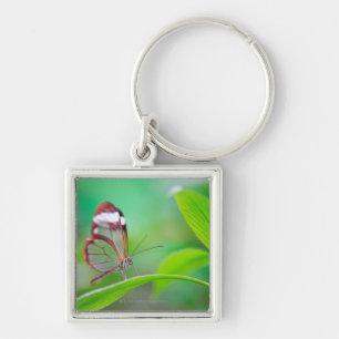 Glass wing butterfly relaxing on fresh green key ring