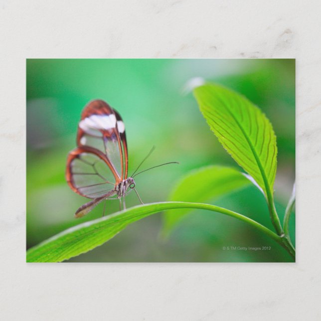 Glass wing butterfly relaxing on fresh green postcard (Front)