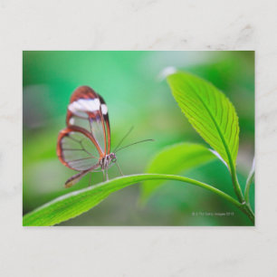 Glass wing butterfly relaxing on fresh green postcard