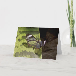 Glasswing Butterfly card