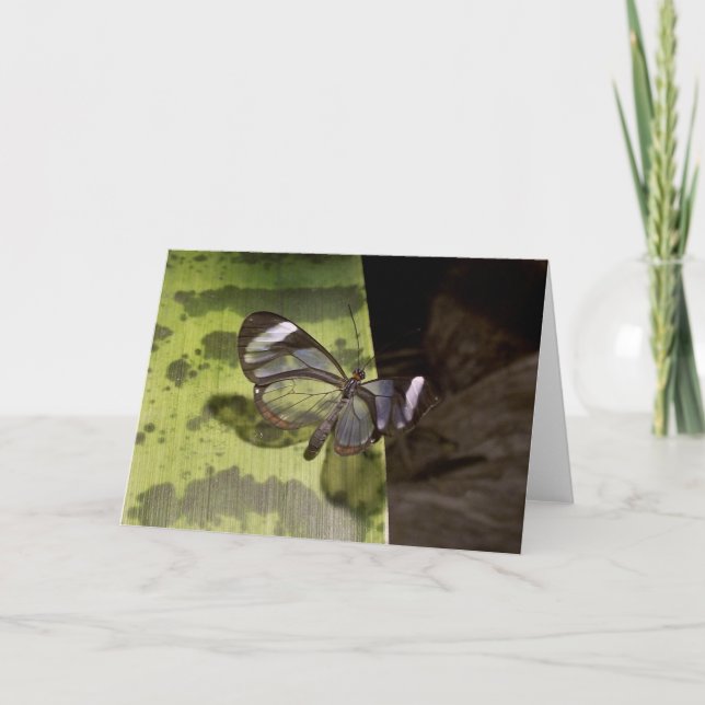 Glasswing Butterfly card (Front)