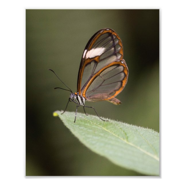 Glasswinged butterfly on a leaf photo print (Front)