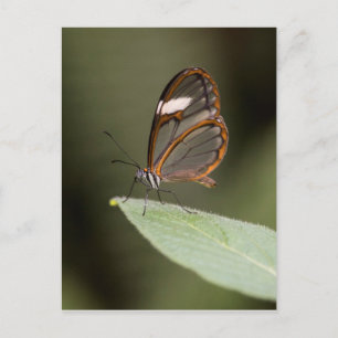 Glasswinged butterfly on a leaf postcard