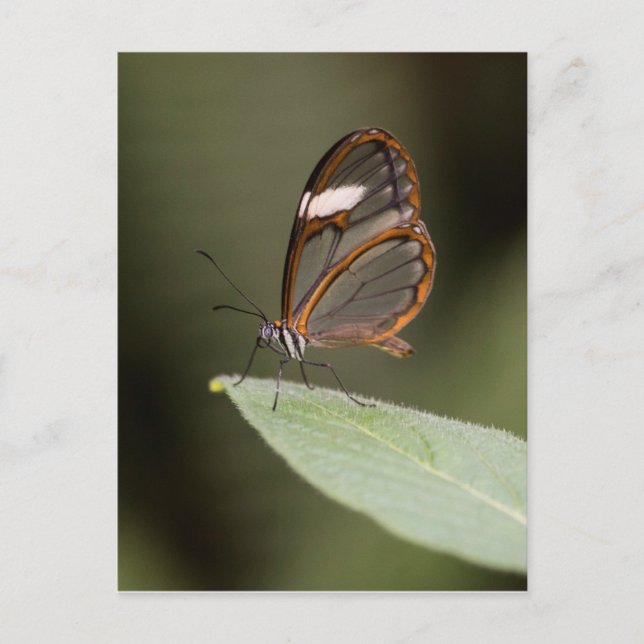 Glasswinged butterfly on a leaf postcard (Front)