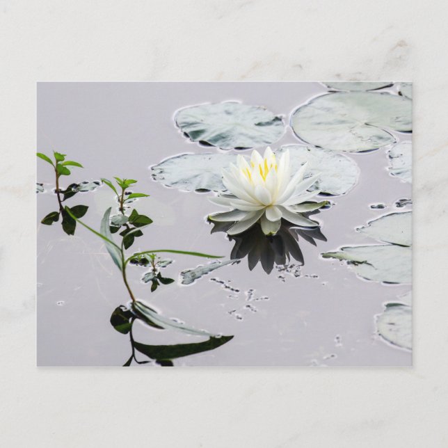 Glassy Water Lily Postcard (Front)