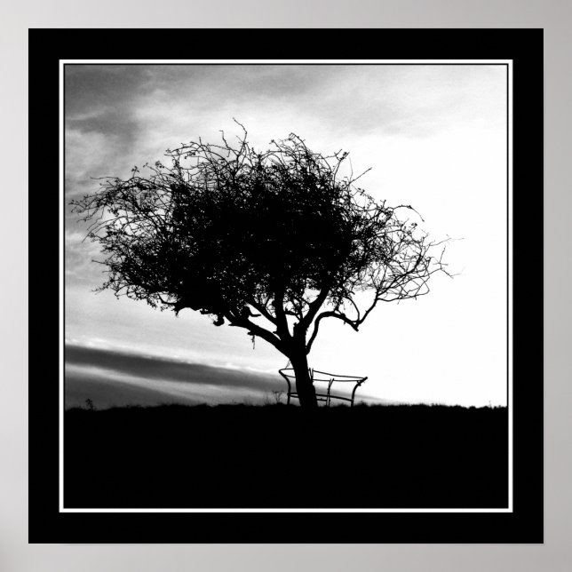 Glastonbury Hawthorn. Tree. Black and White. Poster (Front)