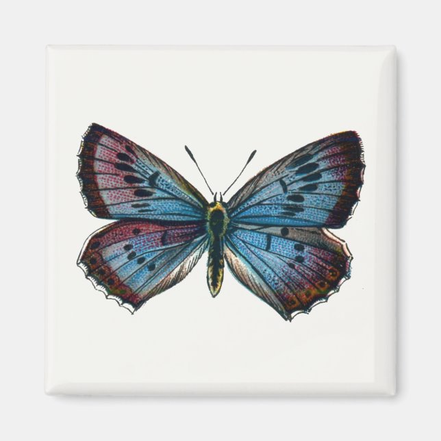 Glaucopsyche arion - The Large Blue Butterfly Magnet (Front)