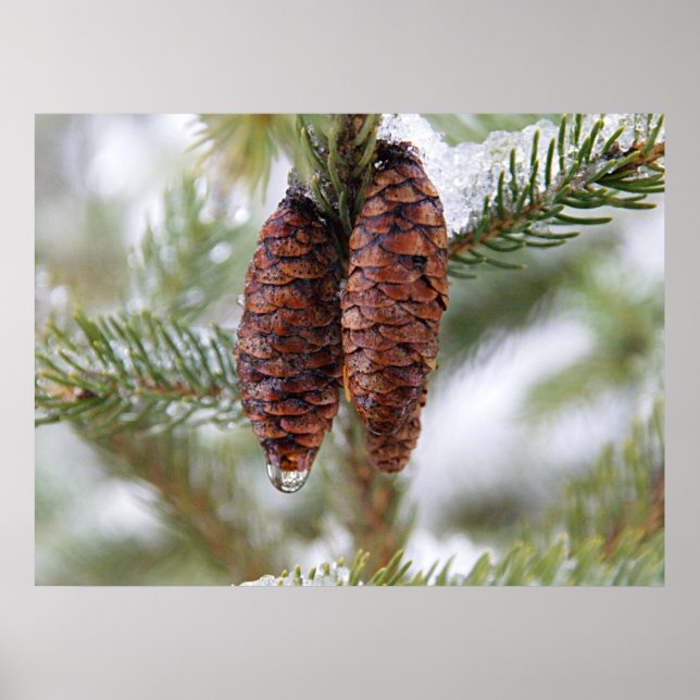 Glazed Cones Poster (Front)