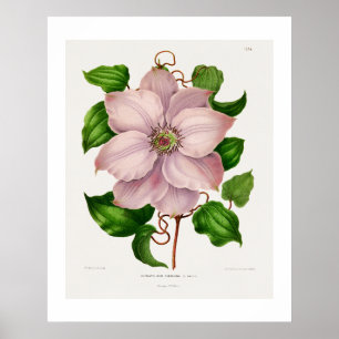 Glematis Hyb. Sieboldia chromolithograph plates Poster