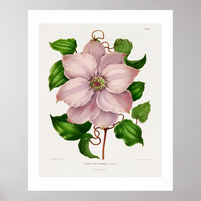 Glematis Hyb. Sieboldia chromolithograph plates Poster (Front)