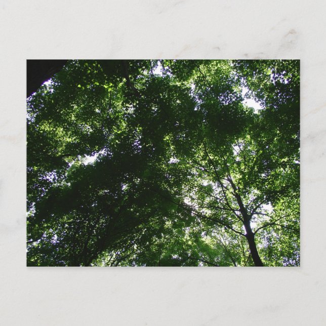 Glen Helen Maple Postcard (Front)