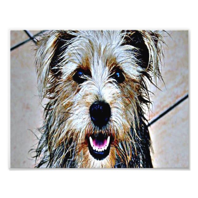 Glen of Imaal Terrier Photo Print (Front)