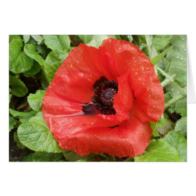 Glenveigh National Park, N.I. (Front Horizontal)