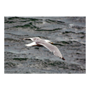 Glide 36 x 25.20" Kodak Professional Photo Paper Print