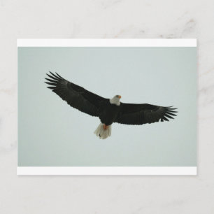 Gliding bald eagle postcard