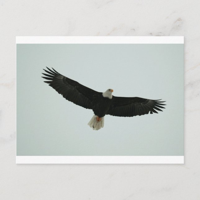 Gliding bald eagle postcard (Front)