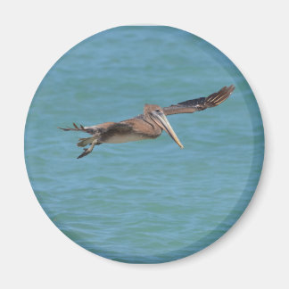 Gliding Pelican Magnet