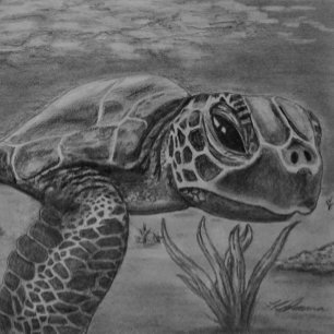 Gliding Sea Turtle  Canvas Print
