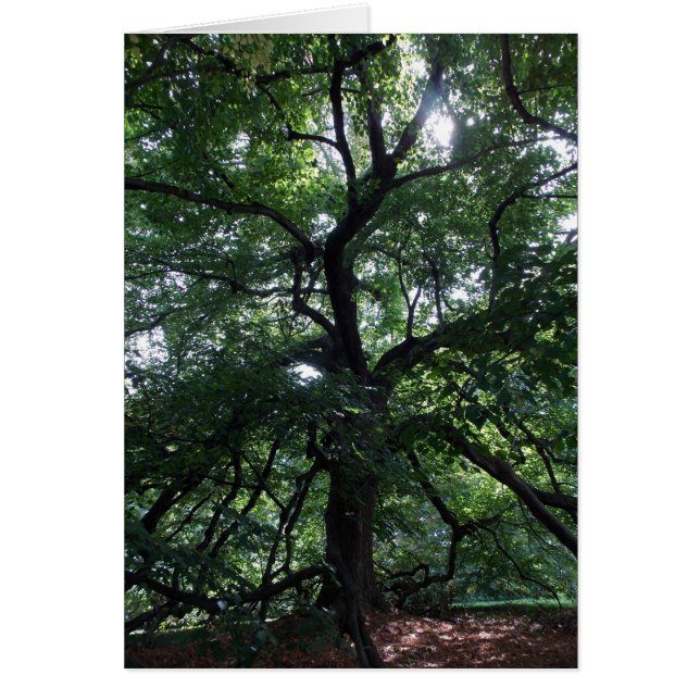 Glimmer of Light (Front)