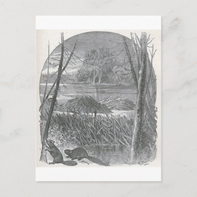 Glimpses of the Animate World - Beaver Dam Postcard (Front)