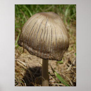 Glistening Inkcap Mushroom Poster