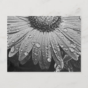 Glistening Rain Drops on Daisy Flower Postcard