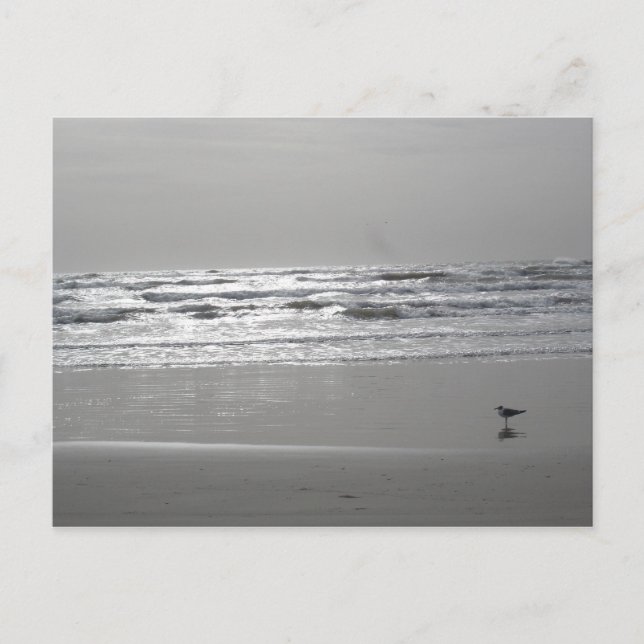 Glistening Waves Postcard (Front)