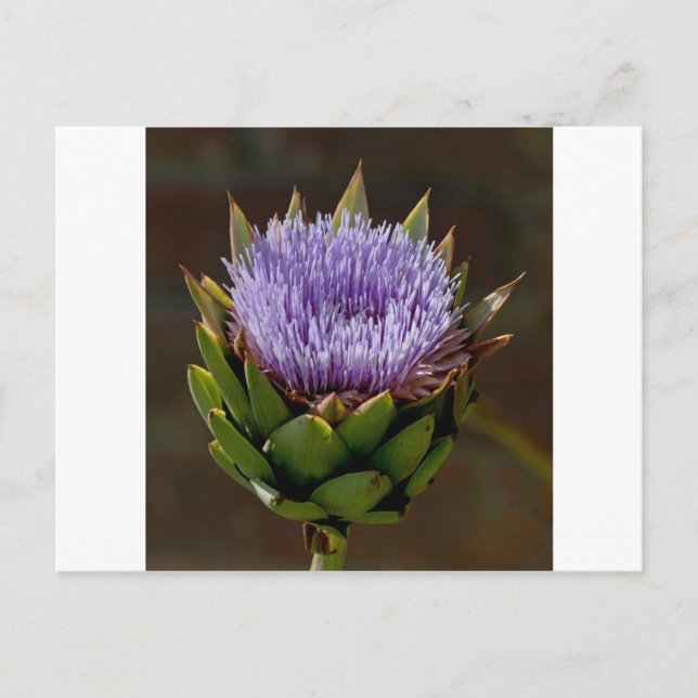 Globe Artichoke, Cynara Cardunculus, in flower. Postcard (Front)