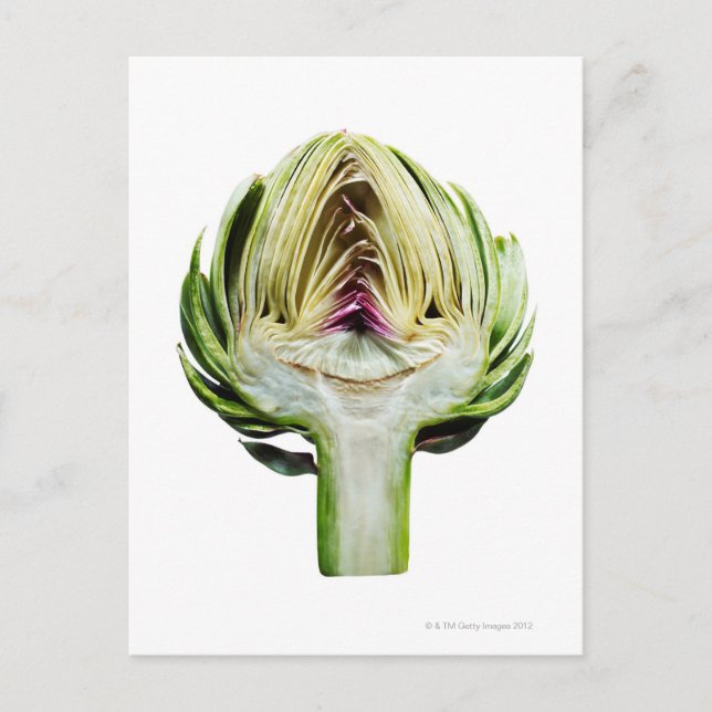 Globe artichoke half cut out postcard (Front)