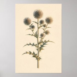 Globe Thistle Botanical Study 12 × 18 Poster