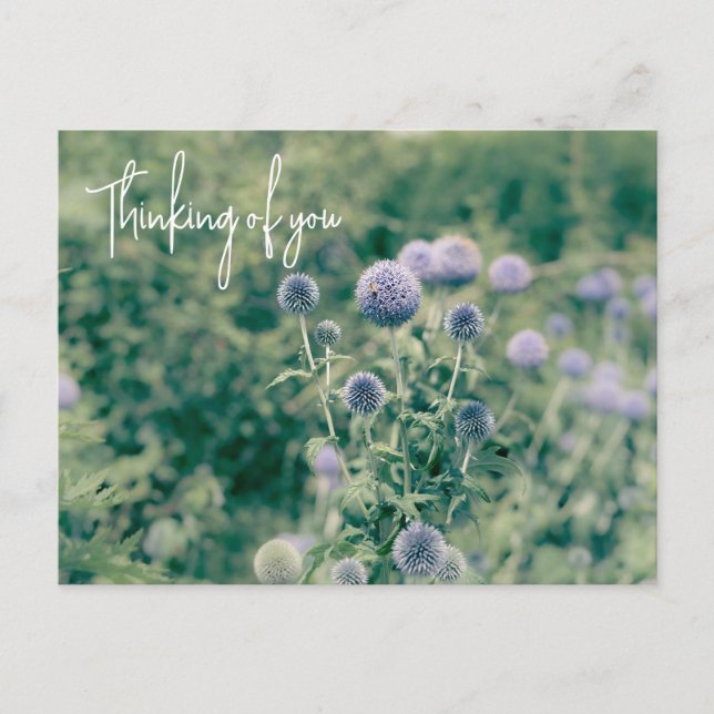 Globe Thistle Thinking Of You  Postcard (Front)