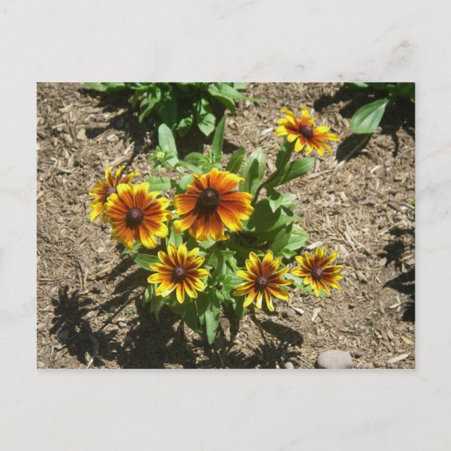 Gloriosa Daisy Postcard (Front)