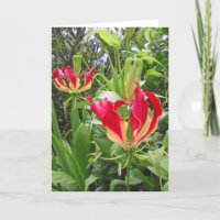 Gloriosa Lilies