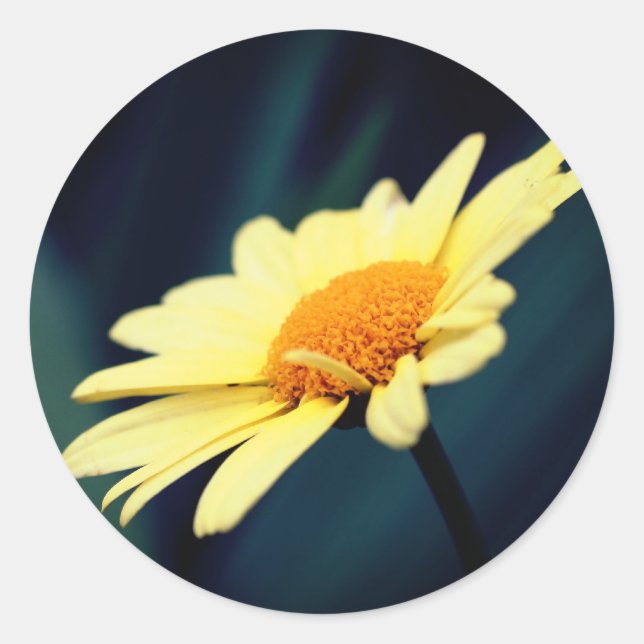 Glorious Daisy Flower  Classic Round Sticker (Front)