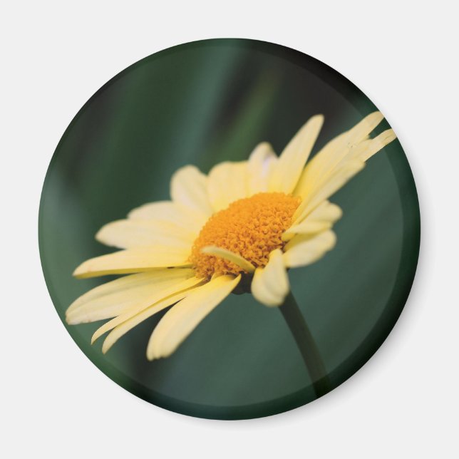 Glorious Daisy Flower Photography Magnet (Front)