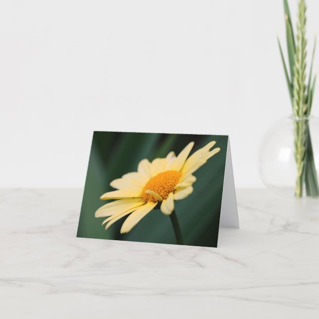 Glorious Daisy Flower Photography  Note Card (Front)