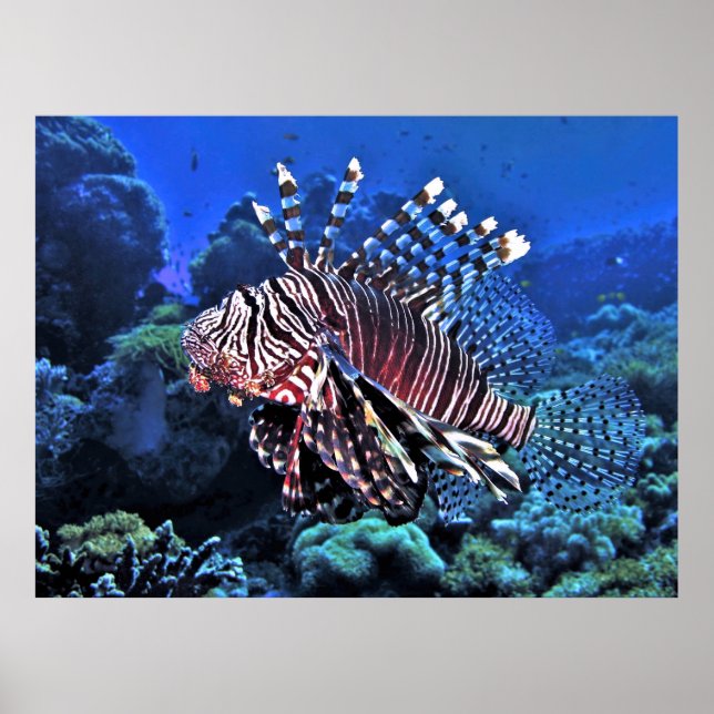 Glorious Lionfish Poster (Front)