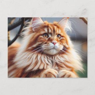 Glorious Maine Coon Postcard