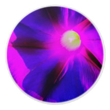 Glorious Morning Glory Flower