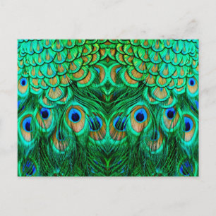 Glorious Peacock Feathers Postcard