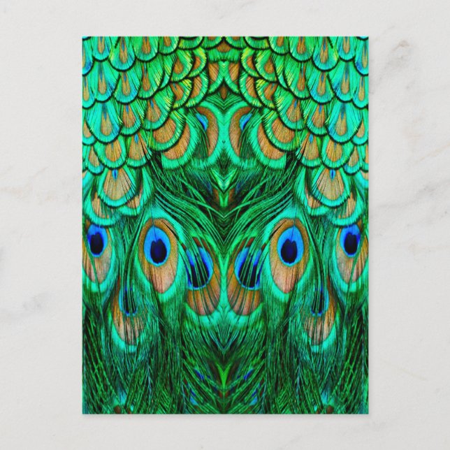 Glorious Peacock Feathers Postcard (Front)