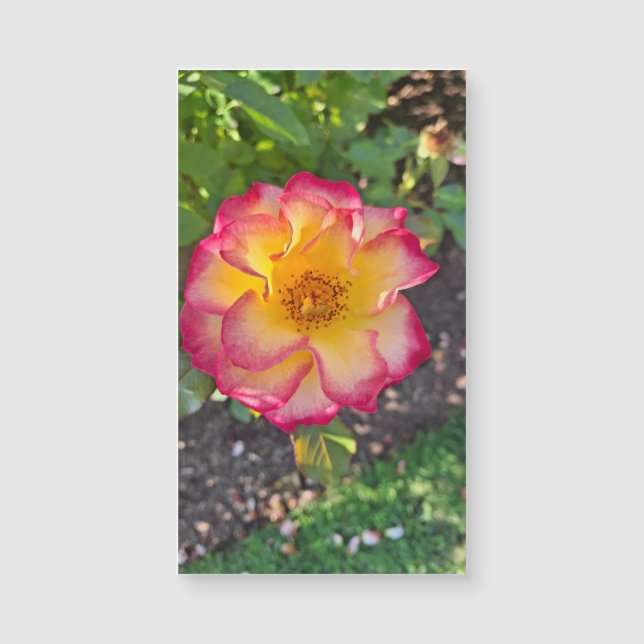 Glorious Pink Summer Bloom (Front)