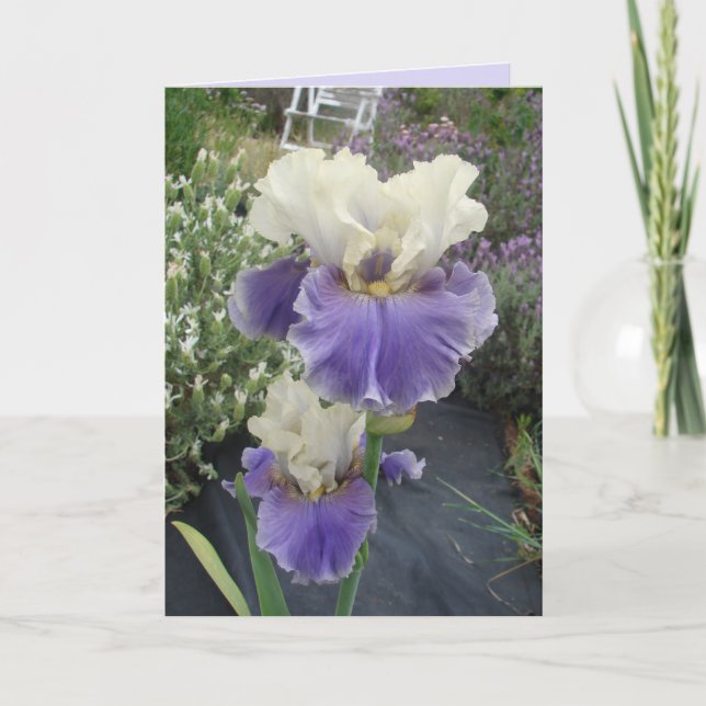 Glorious Purple Iris Flower Floral Birthday Card (Front)